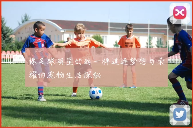 像足球明星的狗一样追逐梦想与荣耀的宠物生活探秘